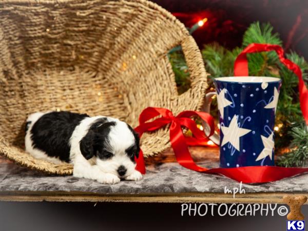 breeders Picture 2